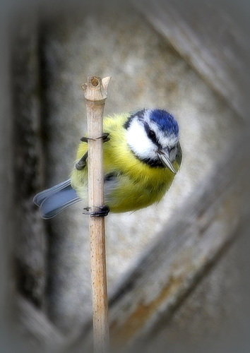 Petite bleue
