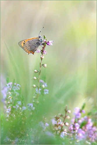 Small copper ~ Kleine vuurvlinder (Lycaena phlaeas)...