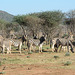 Namibia, A Small Herd of Zebras in the Erindi Game Reserve