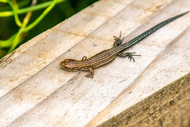 Common lizard