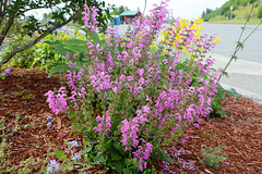 Alaska, Homer, Violet Northern Flowers
