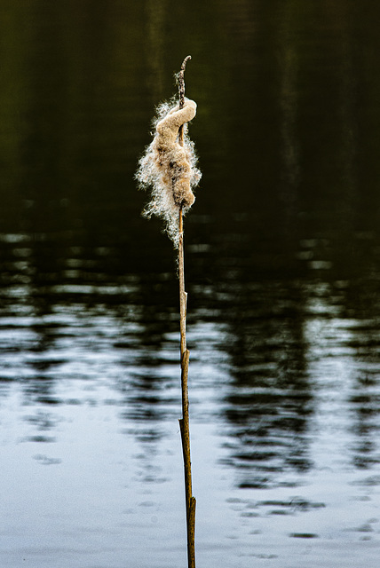 20240327_benneckenstein_wanderung (d800)