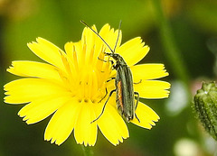 20230726 3198CPw [D~LIP] Grünlicher Scheinbockkäfer (Oedemera lurida), BS