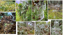 Spiders live in them there woods! Early morning mists revealed the millions of spider webs there are scattered throughout the woods.