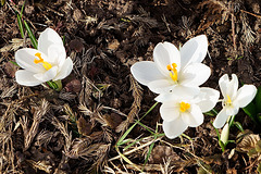 Weiße Krokusse im Garten