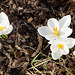 Weiße Krokusse im Garten