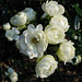 Roses blanches pour leur rendre hommage !