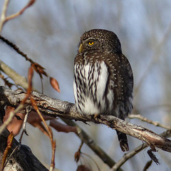 Northern Pygmy-owl