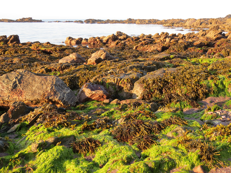 carswell cove, devon