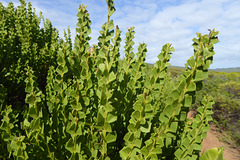 Acacia sp. phyllodes