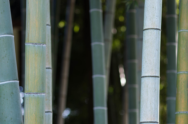 Bamboo