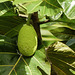 Breadfruit, on way to Brasso Seco