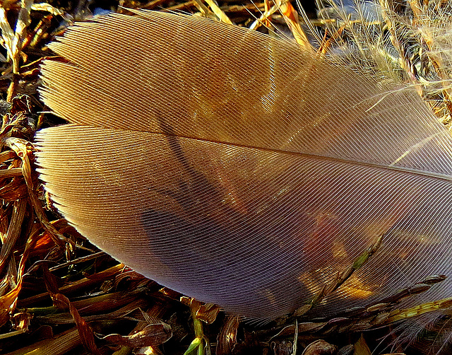 Feathers I