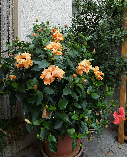 Hibiskus 041c