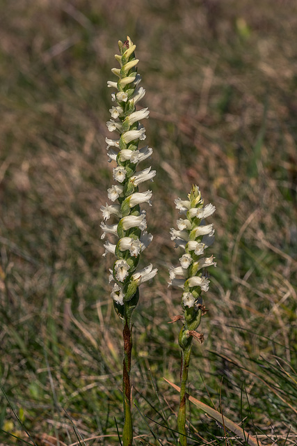 Spiranthes cernua (Nodding Ladies'-tresses orchid)