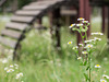 Fleabane