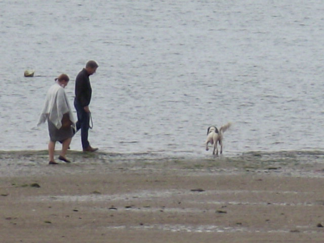 This little dog was loving running in and out of the sea