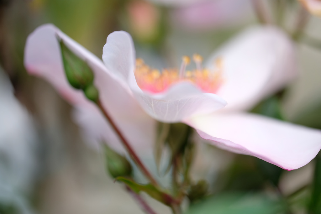 DSCF7316