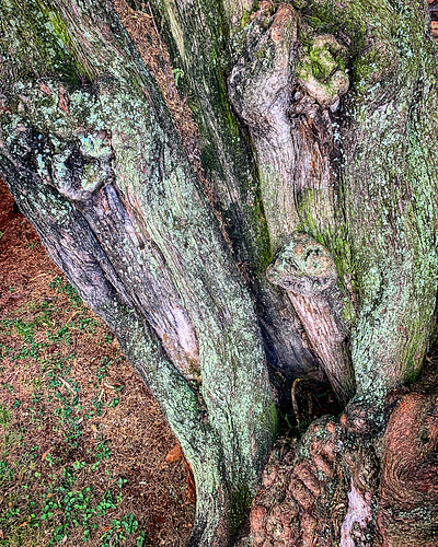 tree trunk - Kapiolani Community College