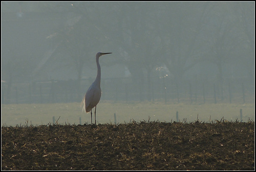 Silver bird