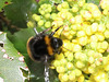 BumblebeeIMG 1054