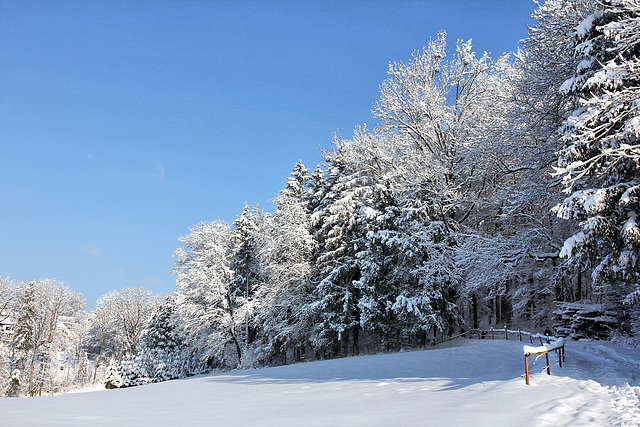 Hüttenberger Wald bei Ravensburg (PicinPic)