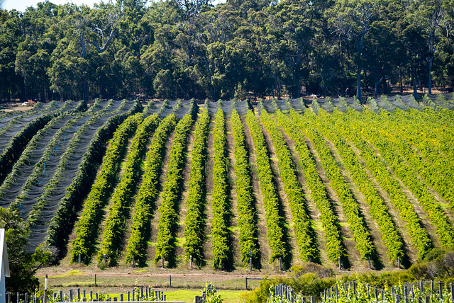 Late Pick Grapes.