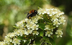 20200602 7995CPw [D~LIP] Feuerdorn, Hummel, Bad Salzuflen