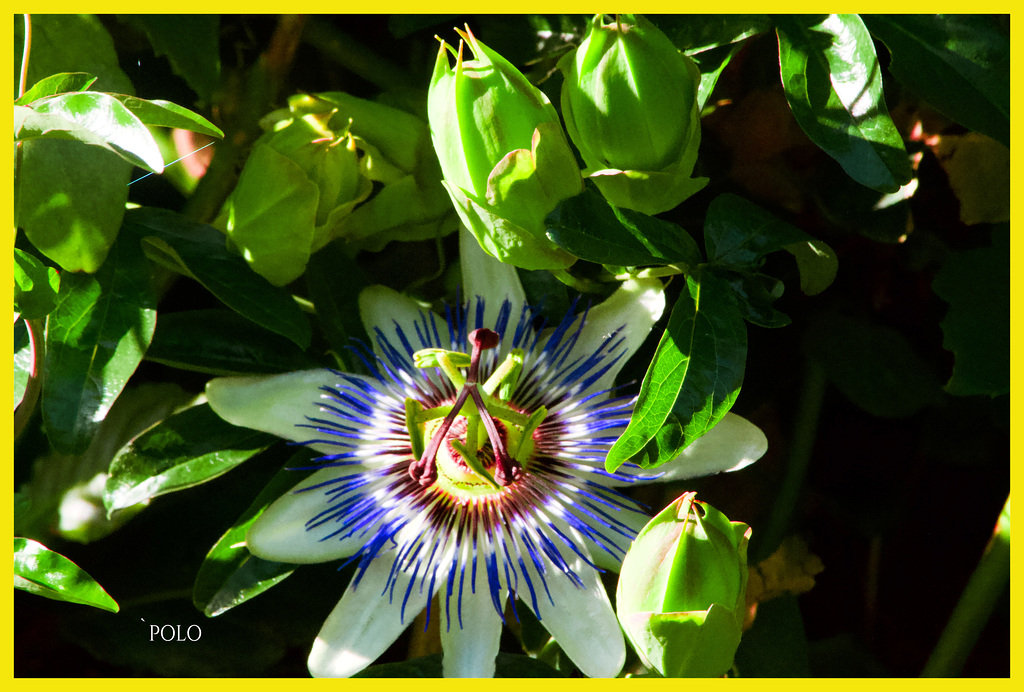 Passiflora caerulea, llamada Pasionaria + (2PiP)