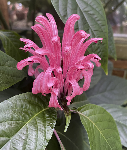 Hortus botanicus Leiden 8