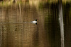 20240327_benneckenstein_wanderung (d800)