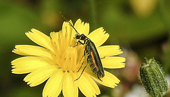 20230726 3202CPw [D~LIP] Grünlicher Scheinbockkäfer (Oedemera lurida), BS