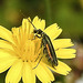 20230726 3202CPw [D~LIP] Grünlicher Scheinbockkäfer (Oedemera lurida), BS