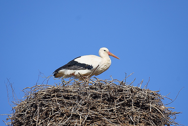 Storch bewacht sein Nest