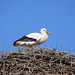 Storch bewacht sein Nest