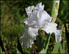 Blanc 2 (1)