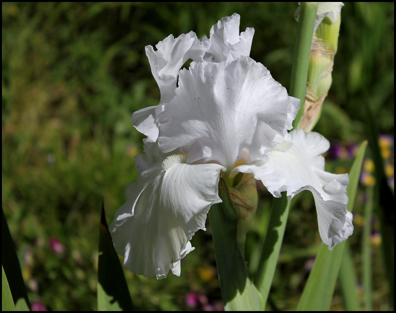 Blanc 2 (1)