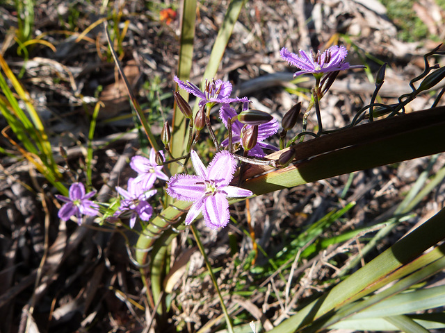 Thysanotus patersonii