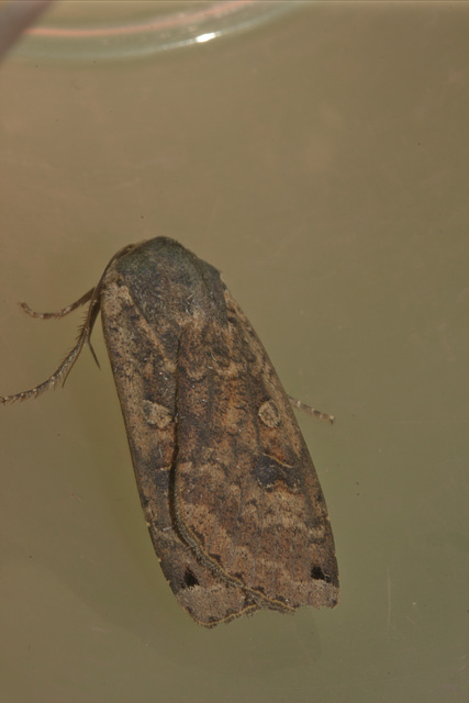 IMG 9733moth