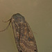 IMG 9733moth