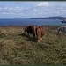 Shetland Ponies, Treaga Hill, Portreath, Cornwall