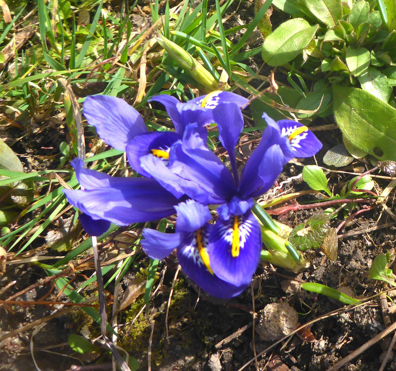 Blau gelb grün - blua flava verda