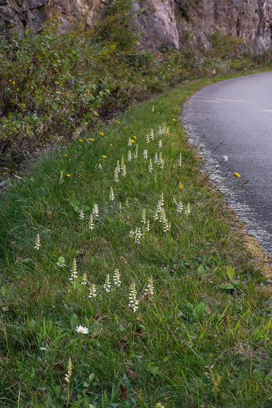 Spiranthes cernua (Nodding Ladies'-tresses orchid) along the Blue Ridge Parkway