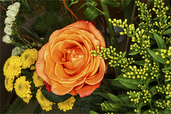 A salmon-colored rose