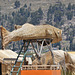 Peru, Uros' Islands, Reed Boat Shaped Like a Fish