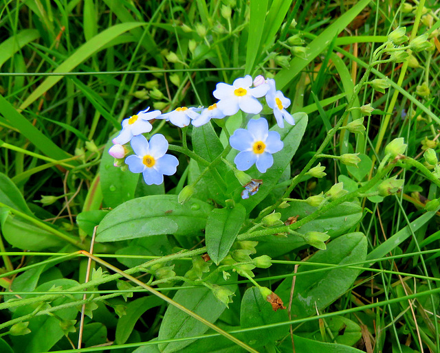 Sept. 6th and still blooming, Forget-me-not.