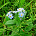 Sept. 6th and still blooming, Forget-me-not.
