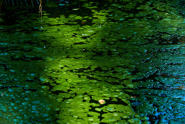 A Porridge Of Algae With A Sprinkling Of Leaves!!