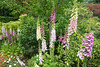 Foxgloves At The Butchart Gardens