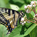 st bruno swallowtail jun 20 2020 CSC 1549